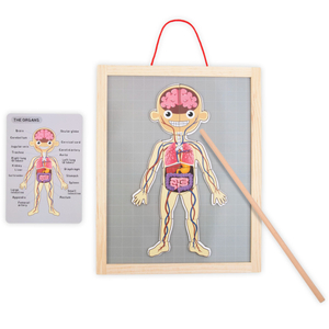 Mágneses rejtvények - Az anatómia tudománya - Az emberi test