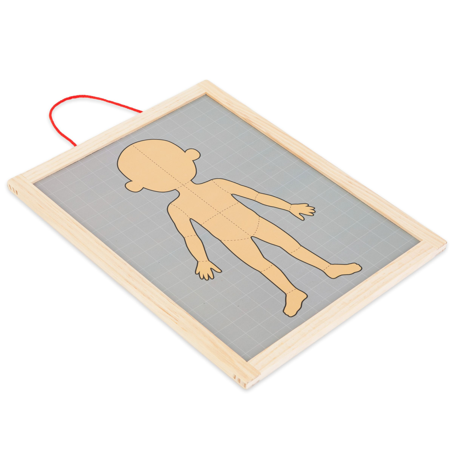 Mágneses rejtvények - Az anatómia tudománya - Az emberi test