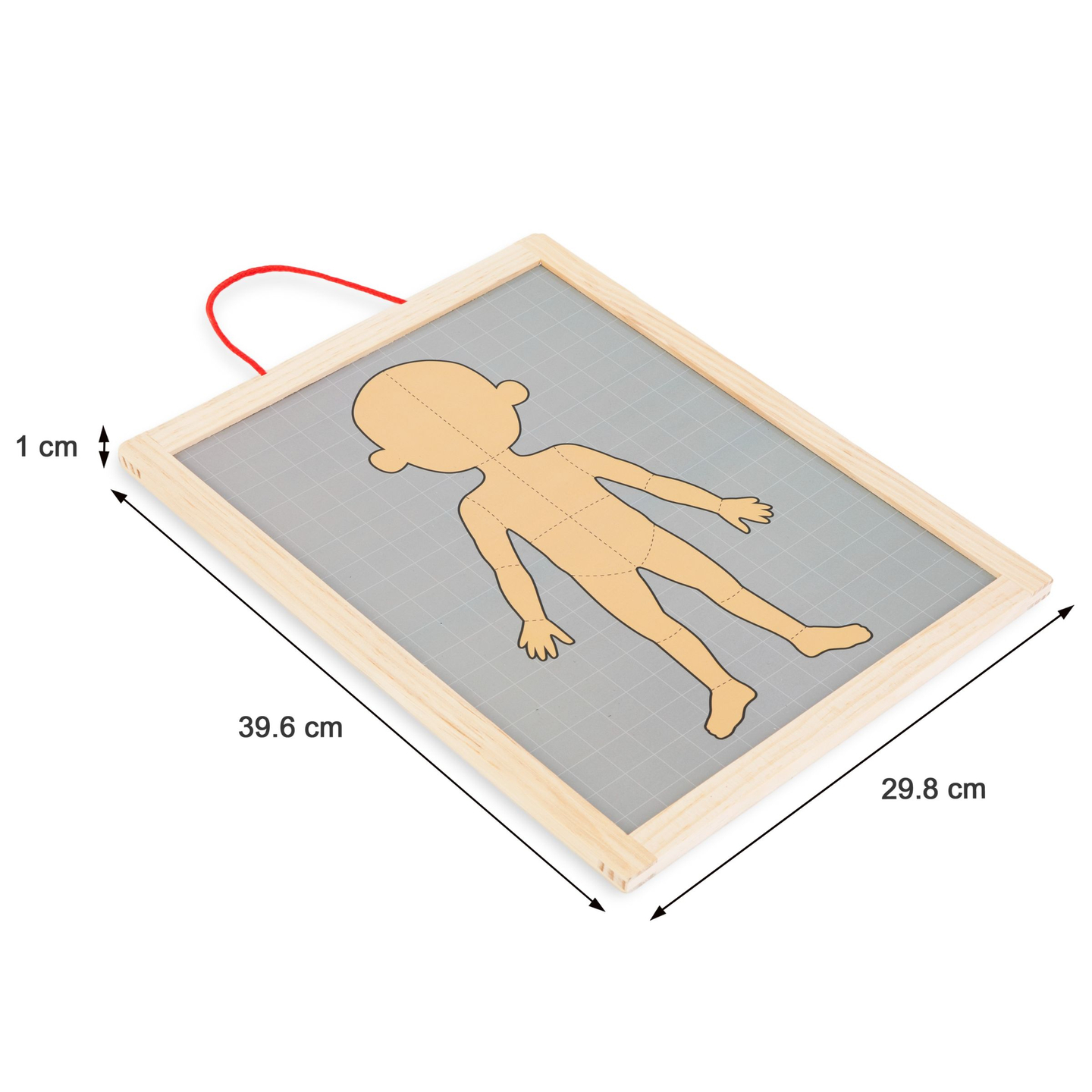 Mágneses rejtvények - Az anatómia tudománya - Az emberi test