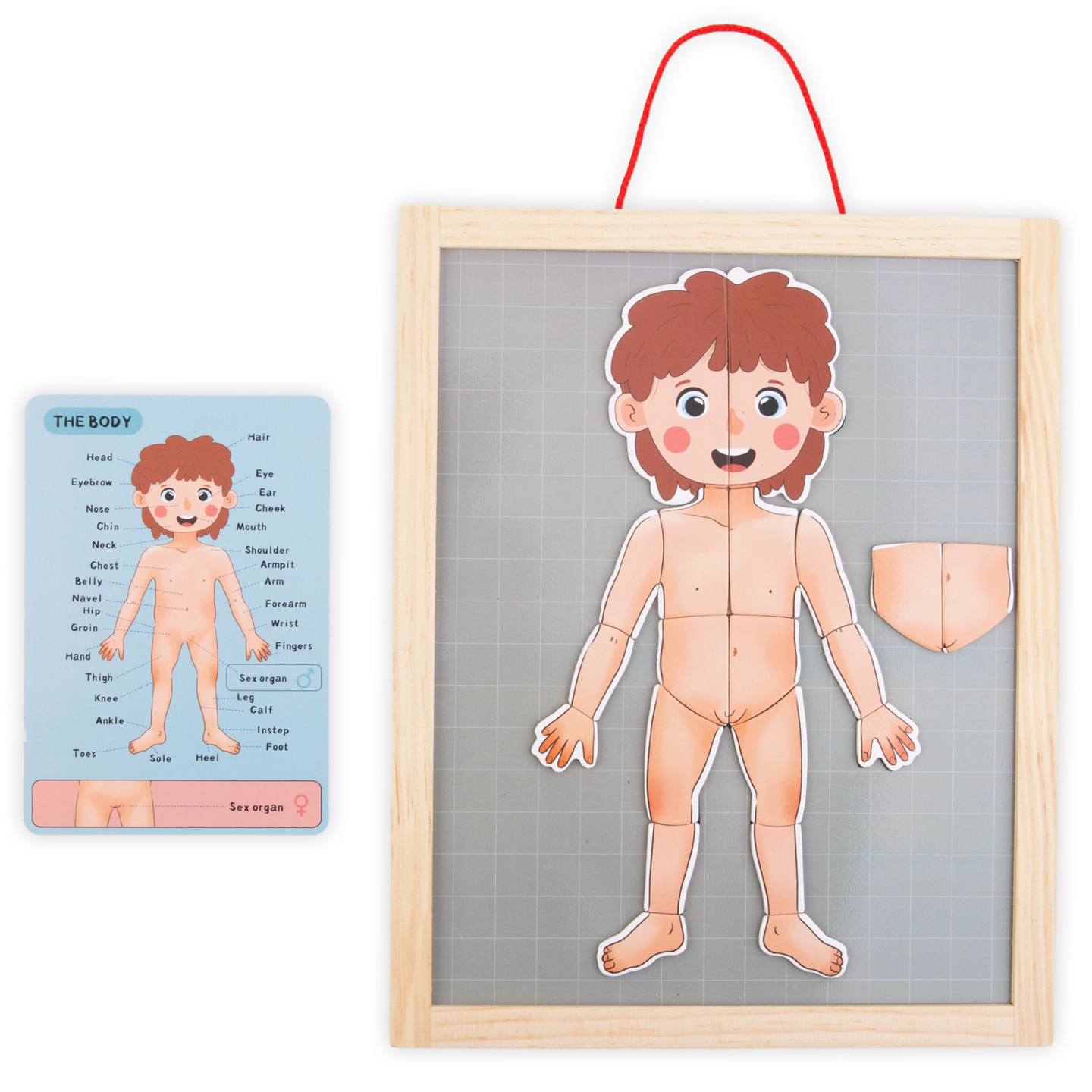 Mágneses rejtvények - Az anatómia tudománya - Az emberi test