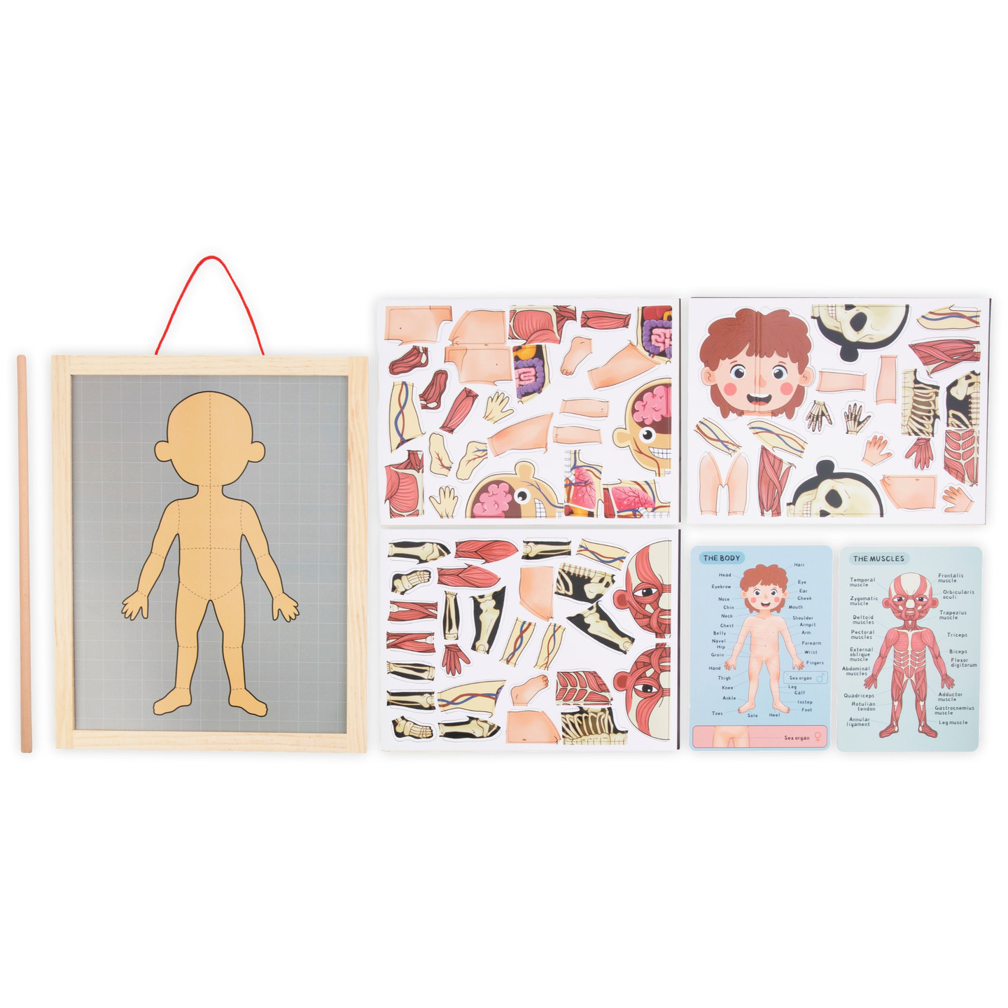 Mágneses rejtvények - Az anatómia tudománya - Az emberi test