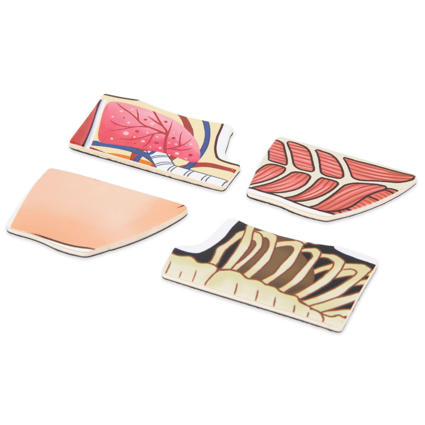 Mágneses rejtvények - Az anatómia tudománya - Az emberi test